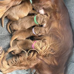 Irish Setter Puppies from Ol' Red Ranch