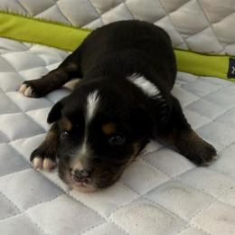 Black tri dark copper - Black tri male Miniature Australian Shepherd puppy in Graham, North Carolina from Thompson Farm Mini Aussies