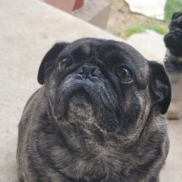 Pugs from Austin Grumble