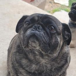 Pugs from Austin Grumble