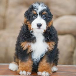 Cupid (socialization program student) - Tri-color male Bernedoodle puppy in Dundee, Ohio from Down Home Doodle