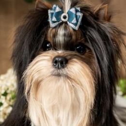 Mojo - Biewer Terrier