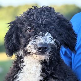 Ayla - Black Bernedoodle puppy in Angola, Indiana from Danae's Bernedoodles
