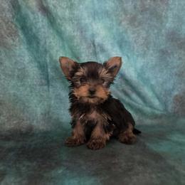 MK orange boy - Blue and gold male Yorkshire Terrier puppy in Alburnett, Iowa from Hobbs Shire Yorkies