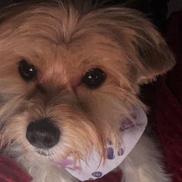 Princess - Yorkshire Terrier