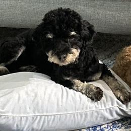 Poodles from YC Poodles