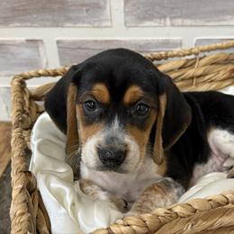 Willow - Black white and tan female Beagle puppy in West Plains, Missouri from Suncreek Puppies