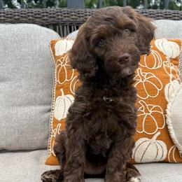 Wilson Family's Fairway - Chocolate female Goldendoodle puppy in Norman, Oklahoma from Wilson Family Companions