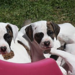 American Bulldog Puppies from Ferocia Kennels