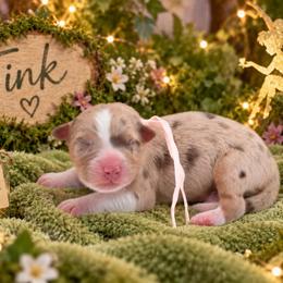 Tink - Red merle female Australian Shepherd puppy in Placerville, California from BFF Aussies