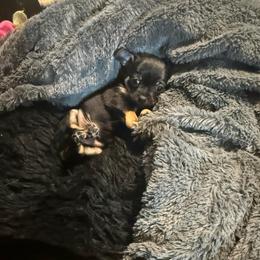 AKC registered Boy 1 - Black and tan male Chihuahua puppy in Anoka, Minnesota from Anoka County MN AKC Chihuahuas