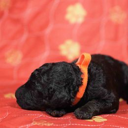 Hawk-orange collar - Phantom male Poodle puppy in Leonard, Texas from Deblyns Poodles