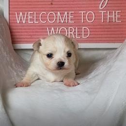 Pearl - Fawn and white female Chihuahua puppy in Redding, California from Akc ivy league chihuahua .  Com