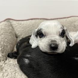 Frost - Black tan and bluetick male Beagle puppy in Jasper, Texas from Beech Grove Beagles