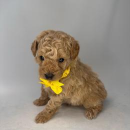 Jellybean (yellow) - Apricot male Goldendoodle puppy in Hot Springs, Arkansas from Hot Springs Kennels