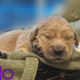 Lilo - Golden female Golden Retriever puppy in Florida from Golden Meadow