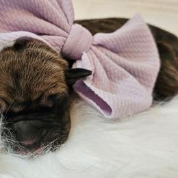 Lilac collar - Fawn female Great Dane puppy in Warren, Ohio from Loyal-Loves Great Danes