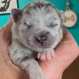 Jazzy - Merle female Pomsky puppy in Spring Hill, Florida from PDQ Pomskies