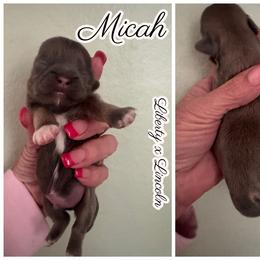 Micah - Black and white male Shih Tzu puppy in Beatrice, Nebraska from I Shih Tzu Not Puppies