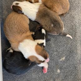 Captiva - Sable and white male Collie puppy in St Augustine, Florida from Saltwater Collies LLC