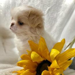 Sakura - Lemon and white female Japanese Chin puppy in Davisville, Missouri from Uniquely Yours, Shelly’s Japanese Chins