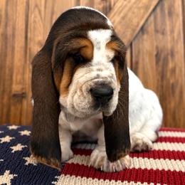 Earl - Black brown and white male Basset Hound puppy in Edmonton, Kentucky from RiverBottom Bassets