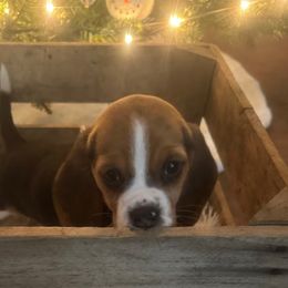 Girl 4 - Beagle puppy from Lil Kountry Pocket Beagles