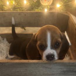 Girl 4 - Beagle puppy from Lil Kountry Pocket Beagles