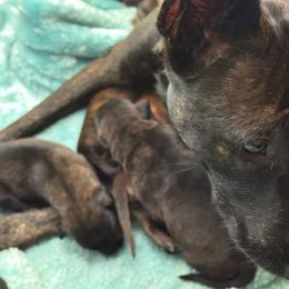 Unassigned Girl - Black brindle female Dutch Shepherd puppy in Lake City, Florida from Crosspointe Canines