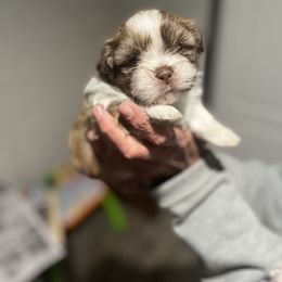 Shih Tzu Puppies from Burke Manor Shih Tzu