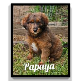 Papaya - Merle female Assorted Doodle Crosses puppy in Rainier, Oregon from Seven Petals Farm
