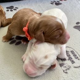 Australian Labradoodle Puppies from Victoria Creek Australian Labradoodles