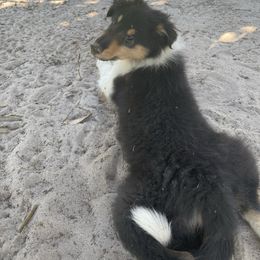 Yon - Black white and tan male Collie puppy in Bamberg, South Carolina from Shakhor Ohr Collies and Pomeranians