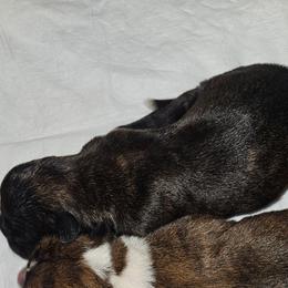 Reverse Brindle - Brindle female Boxer puppy in Gloucester, Virginia from Keen Boxers