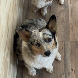 American Corgis and Pembroke Welsh Corgis from Desert Darlin’ Corgis