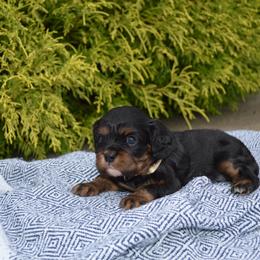 Claire - Black and tan female Cavalier King Charles Spaniel puppy in Resaca, Georgia from Freeman's Royal Cavaliers