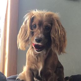 Shimmer - Cockapoo