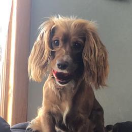 Shimmer - Cockapoo