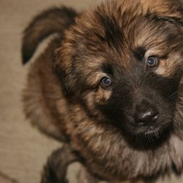 Shiloh Shepherd Puppies from Solace Shilohs