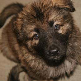 Shiloh Shepherd Puppies from Solace Shilohs