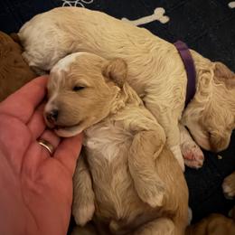 Boy 4 - Parti male Goldendoodle puppy in Kearneysville, West Virginia from Daydreamer