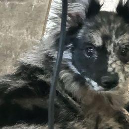 Franky - Pomeranian