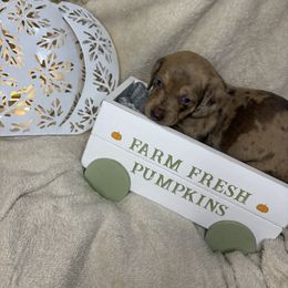 Girl 2 - Dapple female Dachshund puppy in Richwood, West Virginia from Wild and Wonderful Wieners