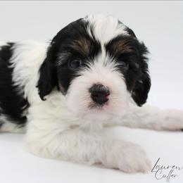 Apollo - Tri-color male Cavapoo puppy in Hendersonville, North Carolina from Grayfinn House