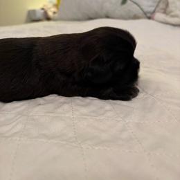 Pemberley - Tricolor male Shih Tzu puppy in Buffalo, New York from Irish Eyes ShihTzu
