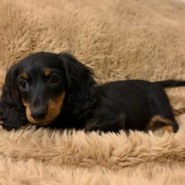 Tantanmen - Black and tan male Dachshund puppy in Temecula, California from Naomi Magee's Dachshund Kennel