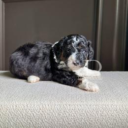 Opal - Black and white female Bernedoodle puppy in Tulsa, Oklahoma from The Poodle Co. Raising Doodles & Poodles