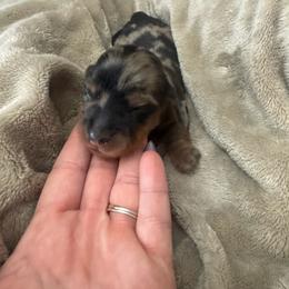 Mint - Dapple female Dachshund puppy in Hickman/Modesto, California from Rosewick Kennels