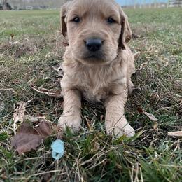 Light blue - Golden male Golden Retriever puppy in Mount Carmel, Tennessee from HS Goldens