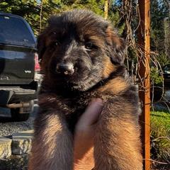 Bruno - Black and red male German Shepherd puppy in Snohomish, Washington from Wataha Shepherds